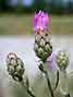 spotted knapweed