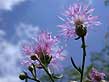 spotted knapweed