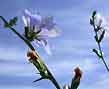 chicory blue sky