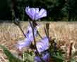 chicory