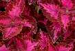 coleus