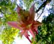 forest columbine