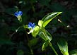 asiatic dayflower