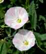 field bindweed duo