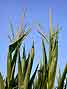 corn, male flowers