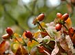 wavy-leaf aster