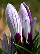 crocus duo