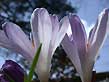 crocus