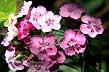 dianthus