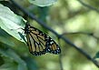 wavy-leaf aster