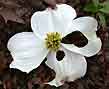 forest dogwood