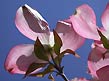 dogwood, blue sky