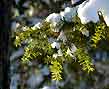 eastern hemlock