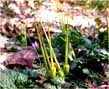 stork's-bill