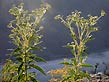 tall boneset, duo