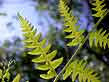 forest fern