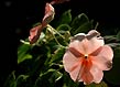 garden impatiens