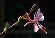 gaura, prairie beauty