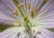 geranium center