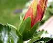 hibiscus calyx