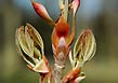 horse chestnut