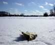 leaf on ice