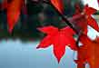 sweetgum fall