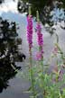 loosestrife