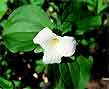 may trillium