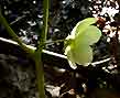 may mayapple