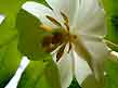 mayapple flower