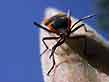 milkweed bug