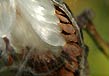 milkweed, packaging