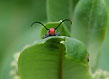 milkweed bug