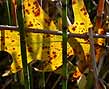 oak horsetails