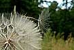 pappus