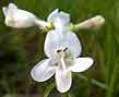 penstemon