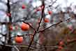 november persimmon