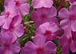 garden phlox, topview