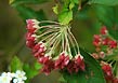 ninebark, fruits