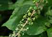 pokeweed