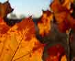 sycamore leaf, detail