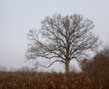 solitary oak