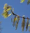 oak, male flowers