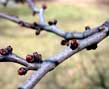 redbud buds