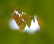 redbud leaves