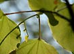 redbud, new leaf