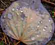 sycamore leaf, detail