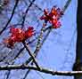 redmaple flowers