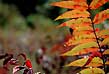 staghorn sumac